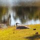 sandhill_baby