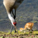 sandhill_baby