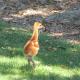 sandhill_baby