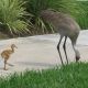 sandhill_baby
