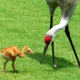 sandhill_baby