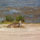 sandhill_baby