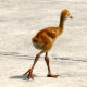sandhill_baby