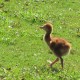 sandhill_baby