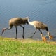 sandhill_baby