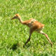 sandhill_baby