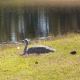 sandhill_baby