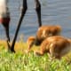 sandhill_baby