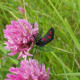 Five spot burnet moth