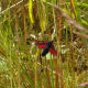 Burnet moth in flight