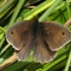 Male meadow brown