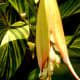 Pretty ginger plant blossoms just starting to unfold. Alpinia zerumbet (Shell ginger)