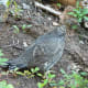 Sooty Grouse