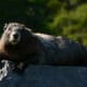 Hoary Marmot