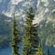 Subalpine Fir (center) among Tsuga mertensiana, Lower Thornton Lake, 4486 feet, 1367 m (behind)