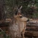 Columbian Black-tailed Deer, Coast Deer male