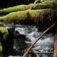 Coarse woody debris in mountain stream