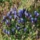 Rainier Pleated Gentian