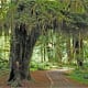 Hoh Rain Forest, Olympic National Park