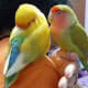 My lovebirds Mumu and Juju are sleepy heads.