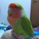 Sleepy lovebird Juju.