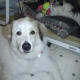 Waco adapting to his new home.