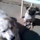 Waco and Charlie at training.