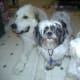 Waco with Teddy, the Shih Tsu and Freddie, the Maltese.