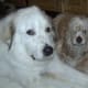 Waco and Riley
