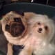 Charlie and HoneyBun