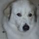 Sweet Waco the Wonder Dog, the Great Pyrenees