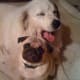 Waco and Charlie resting.