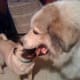 Waco and Charlie play circus. Guess who's the lion tamer?
