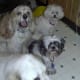 Riley, Freddie, Teddy and Waco