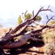arizona-travel-pictures-national-park-grand-canyon-wow