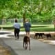 Dogs and people enjoying the dog park