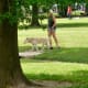 Dogs and people enjoying the dog park