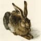 Young Hare in watercolor