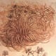 the-art-of-botanicals-and-my-contribution