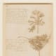 the-art-of-botanicals-and-my-contribution