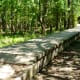 The raised path over a wetland area
