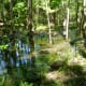 Wetland area