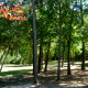 Pretty trees