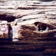 Closeup of petrified log