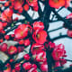 Gulmohar flower