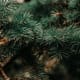 Balsam