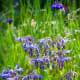 What Does Borage Look Like?