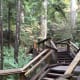 Part of the raised trail of the Treetops Adventure.