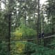 A Treetops Adventure bridge.