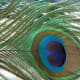 This is the peacock feather I photographed for my tattoo design.